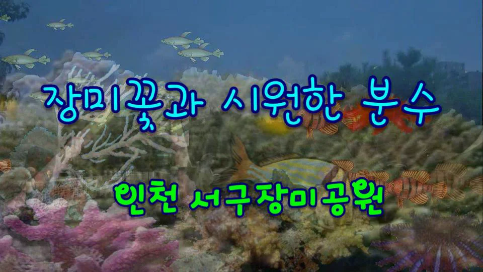 장미꽃 과 시원한 분수 영상