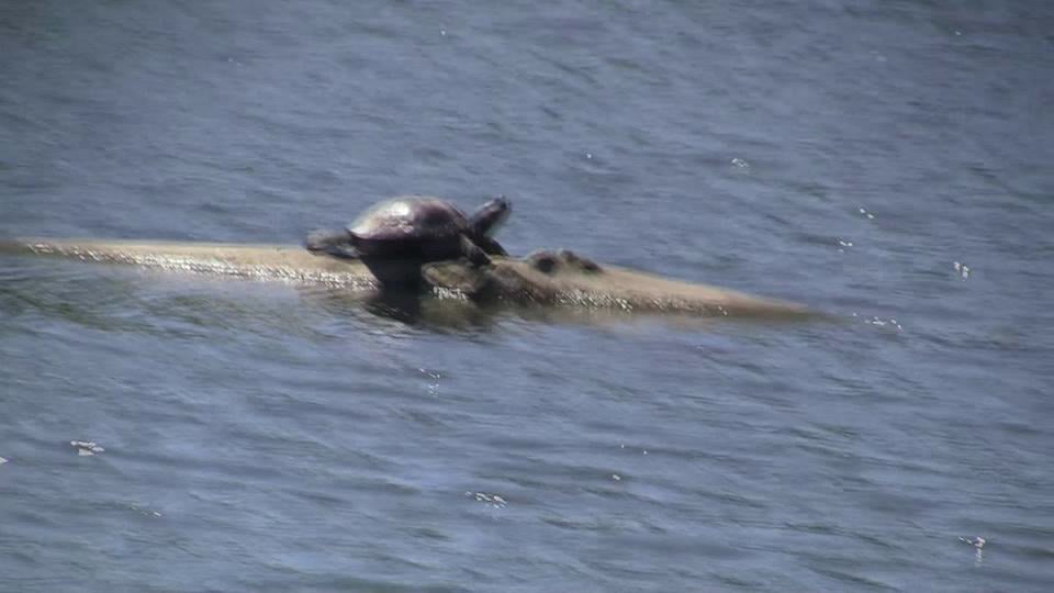 Pictures July 30th 2012 032 on Vimeo