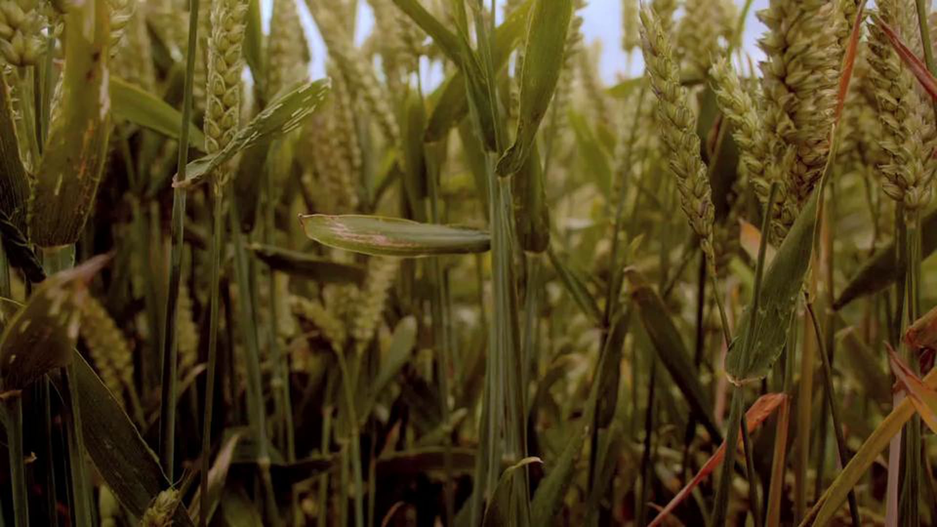 Dr Who-Cornfield sequence