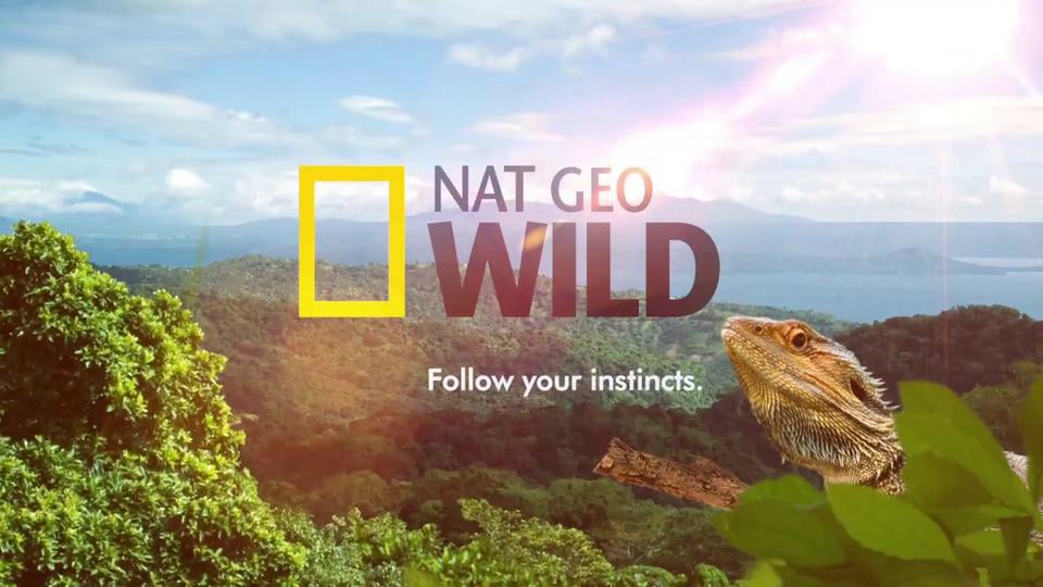 Дикий реклама. Nat geo Wild реклама. Nat geo Wild follow your Instincts. Nat geo Wild follow. Заставка нат Гео вайлд 2017.