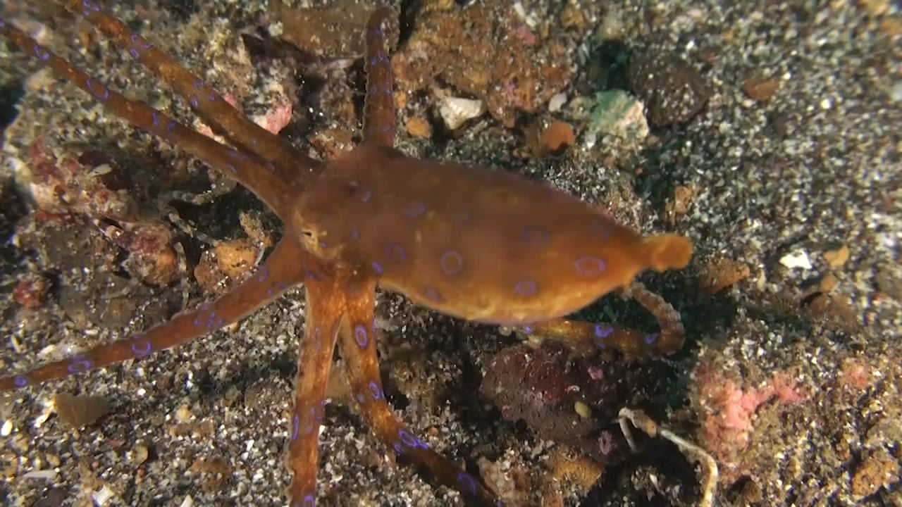 Blue Ring Octopus Hunting