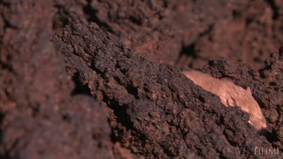 The Making of the Fittest Natural Selection and Adaptation 10 minute Clip