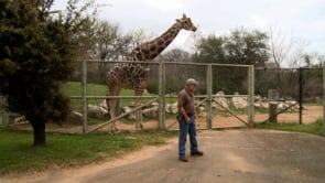 Step Into The Wild - Giraffe Conservation