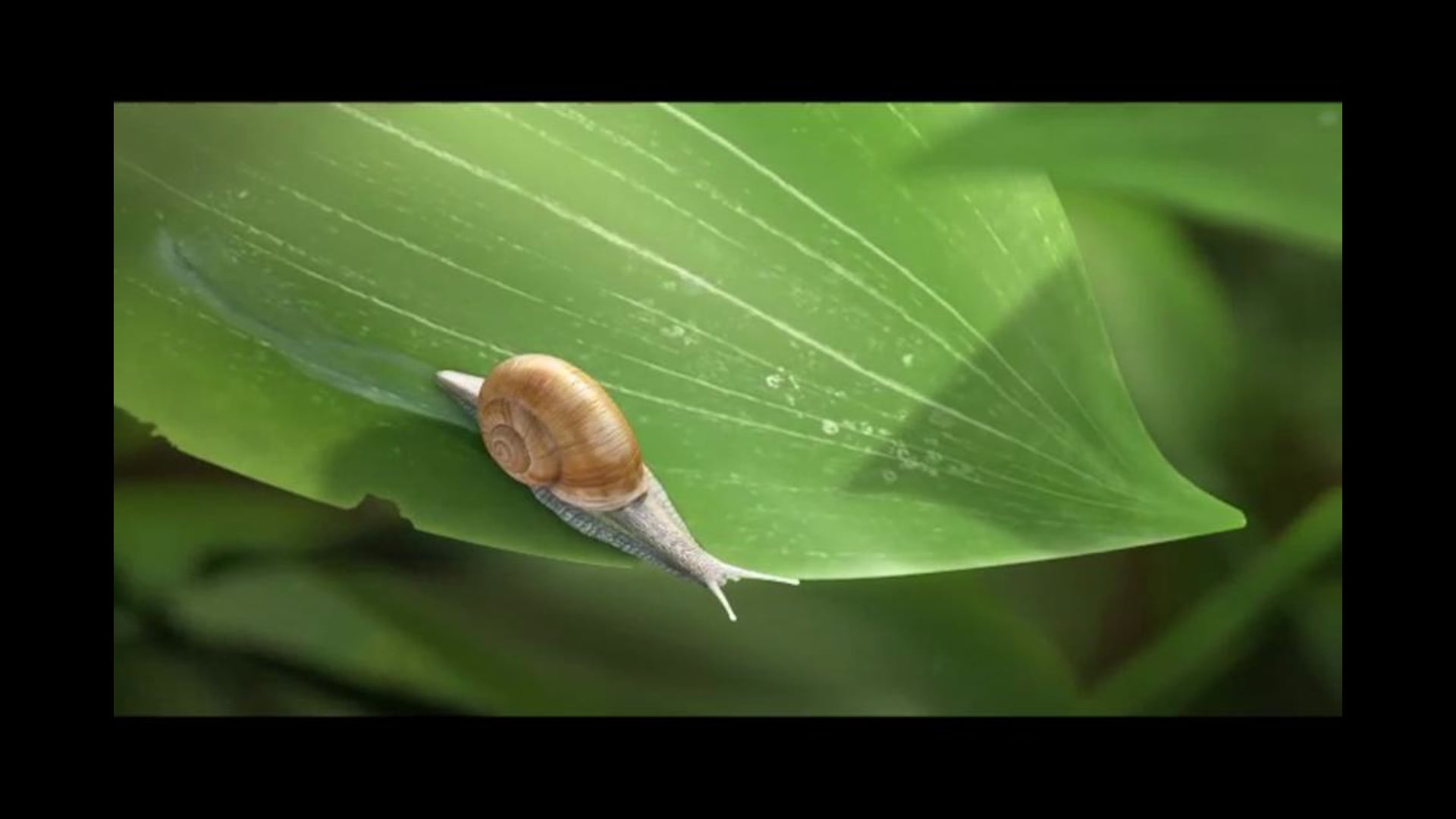 Spontaneous - Snail