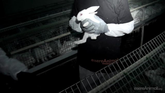 12 conigli riscattati da un allevamento intensivo