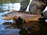 Wild Trout Patagonia - www.lavaguada.cl