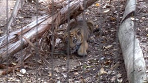 Images of Waco - Cameron Park Zoo Tiger Cubs