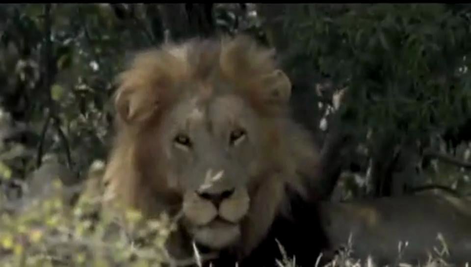 Dave Salmoni : Entre Leones (Animal PLanet) in ROLANDO FELIZOLA VOICE OVER  DEMO REEL on Vimeo