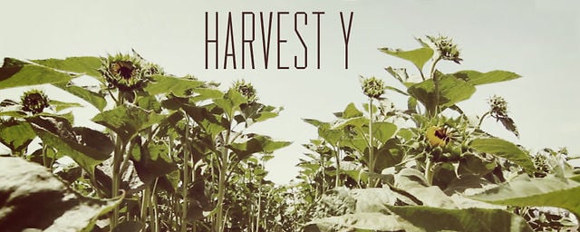 HARVEST Y from Salty Beards