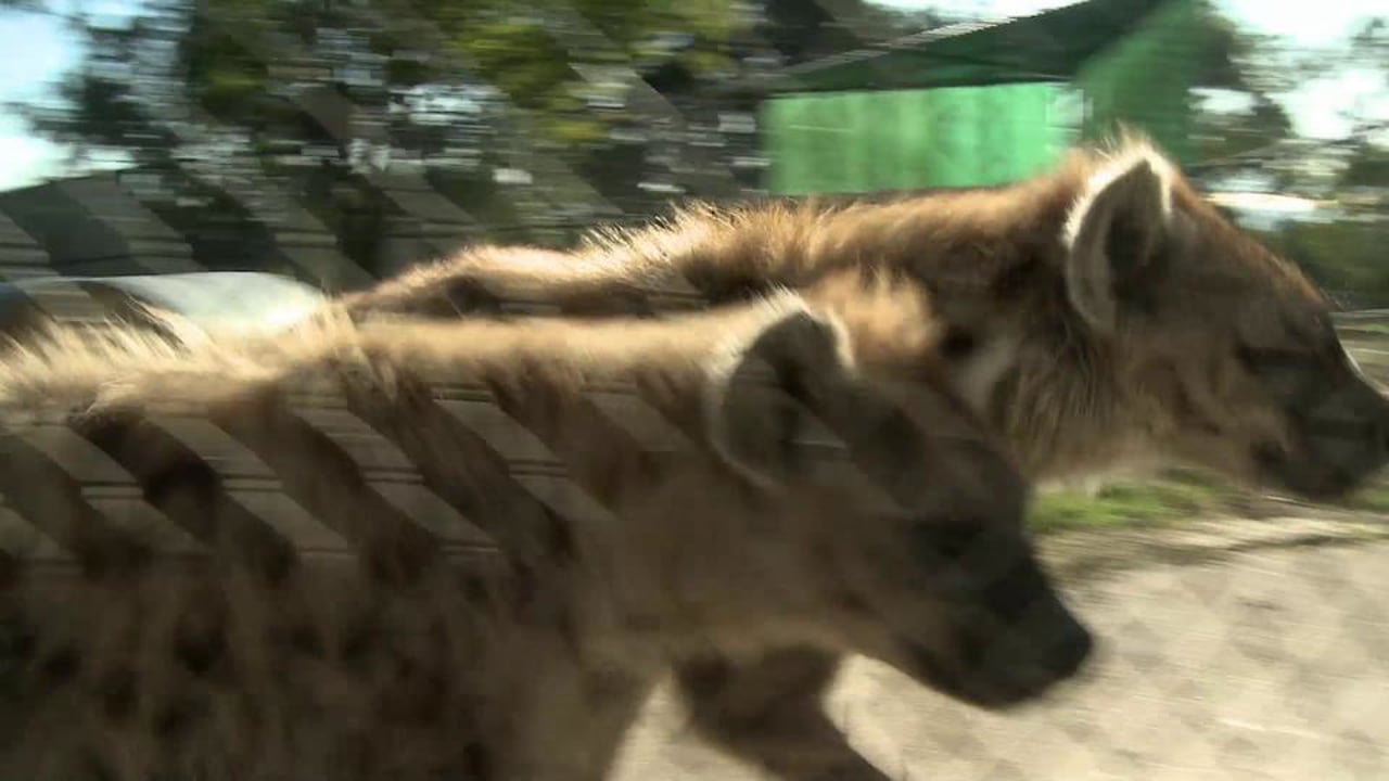 Hyenas in Berkeley?