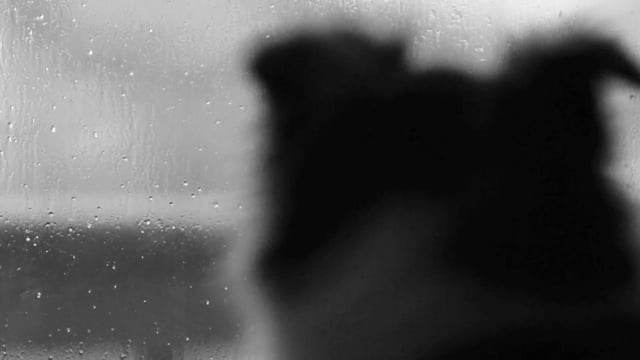 Projekt Roam: Day Of The Dog