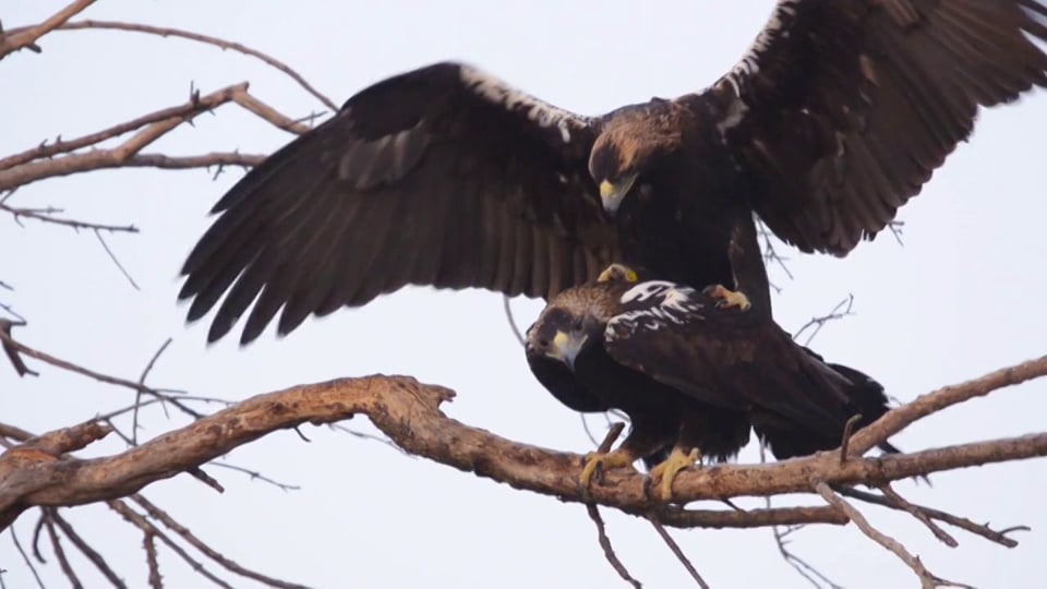 The birds of Spain