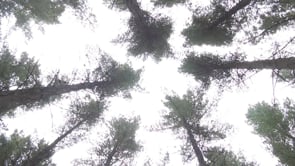 The Canopy Project: An Art and Design Collaboration by Andrew Denton and Stephen Reay