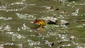 Proctor Springs in Cameron Park, Markers in Time