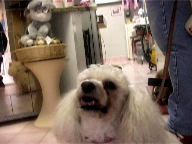 Alexis HK- Chien de vielle