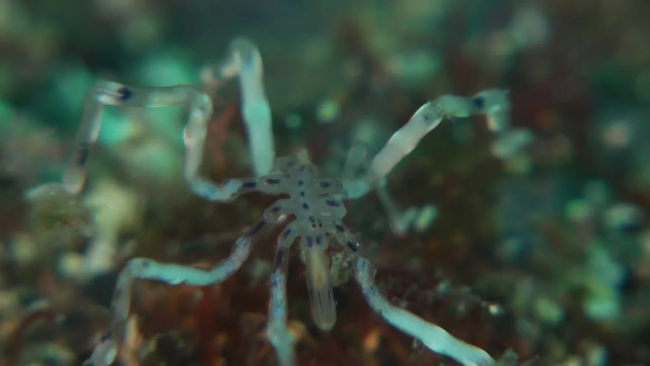 Critter of the deep - episode 3: sea spider on Vimeo