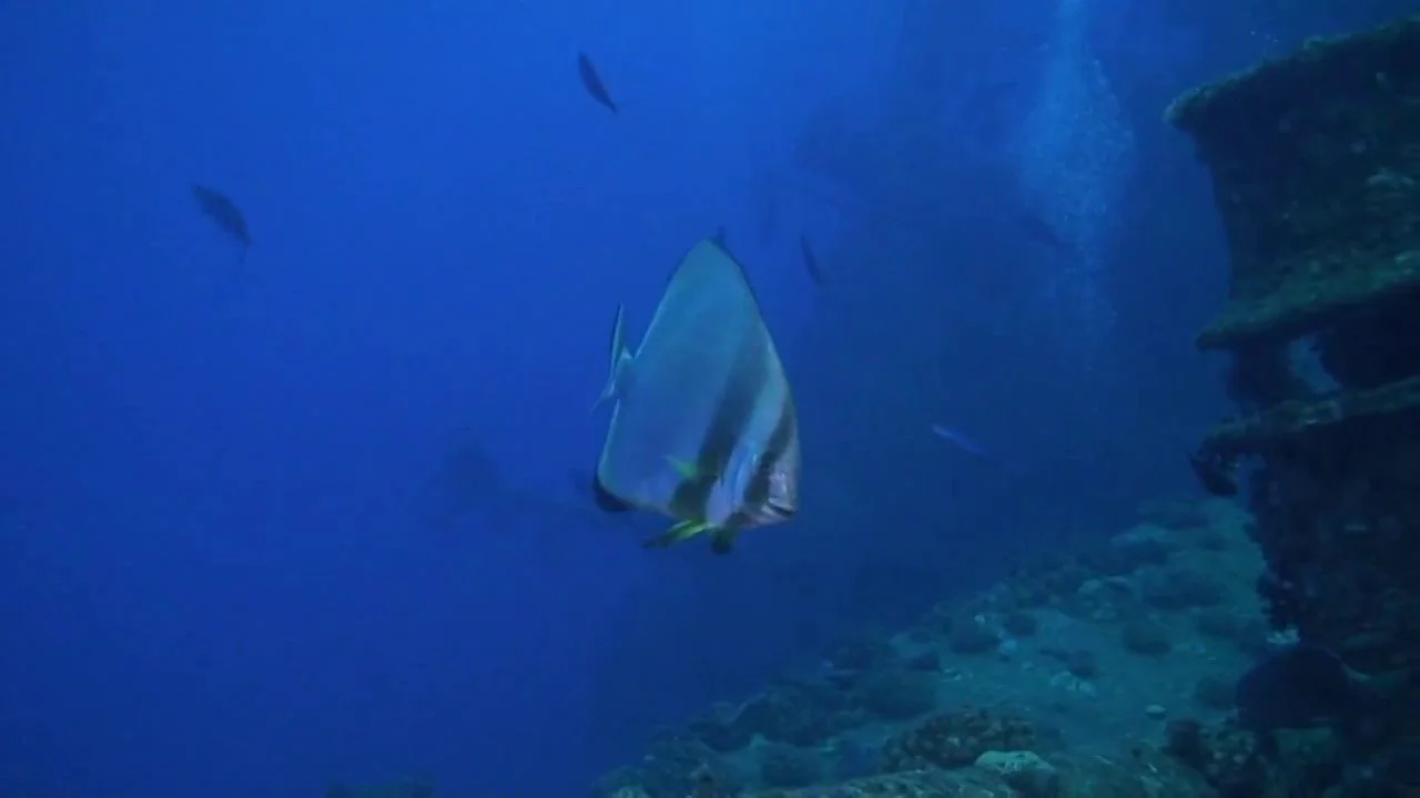Preview of aqualized’s northern Red Sea wreck compilation