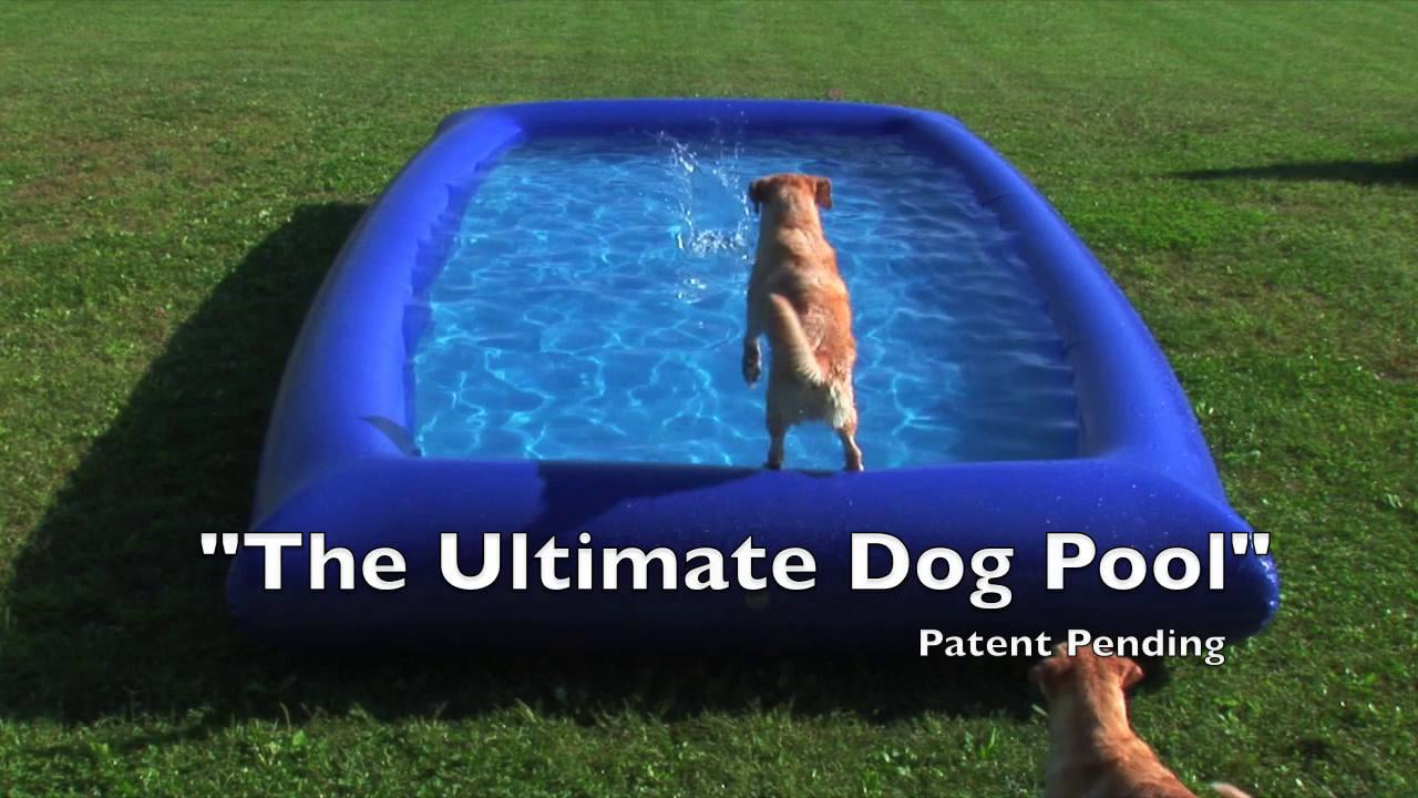 Where Can I Buy the Ultimate Dog Pool? Unleash Fun!