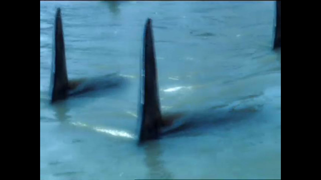 "Hungry Sharks" for Newport Aquarium