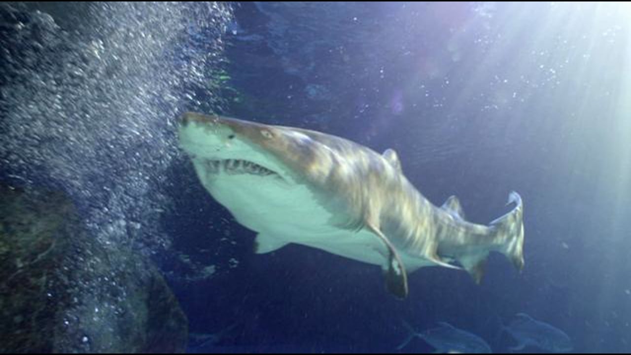 “Surrounded” for Adventure Aquarium