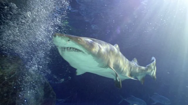 Sand Tiger Shark · Tennessee Aquarium