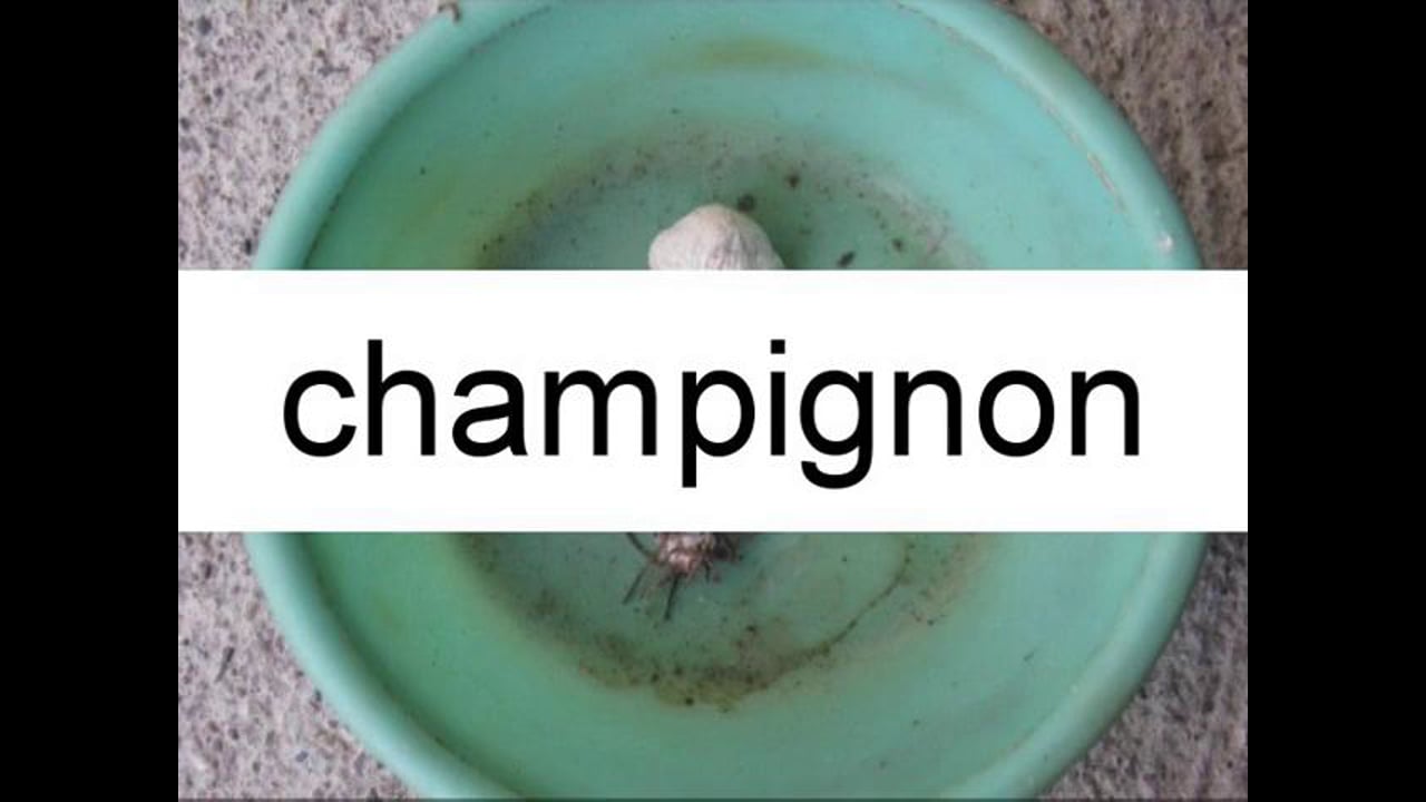 plab - 09 - champignon