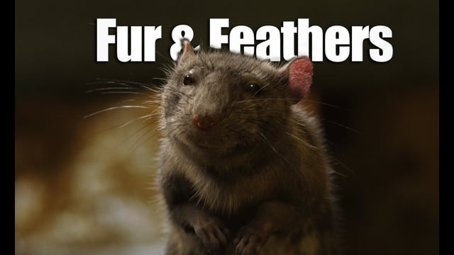 Fur and Feathers - Tippett Studio