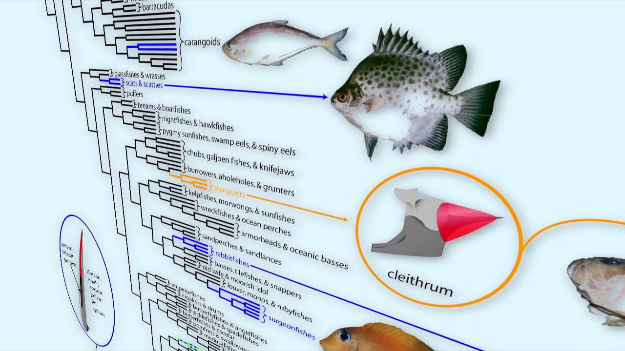 Systems Biology - Solving the Puzzle of How Fishes are Related