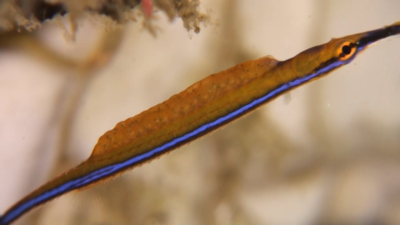 Honshu Pipefish - Male with eggs