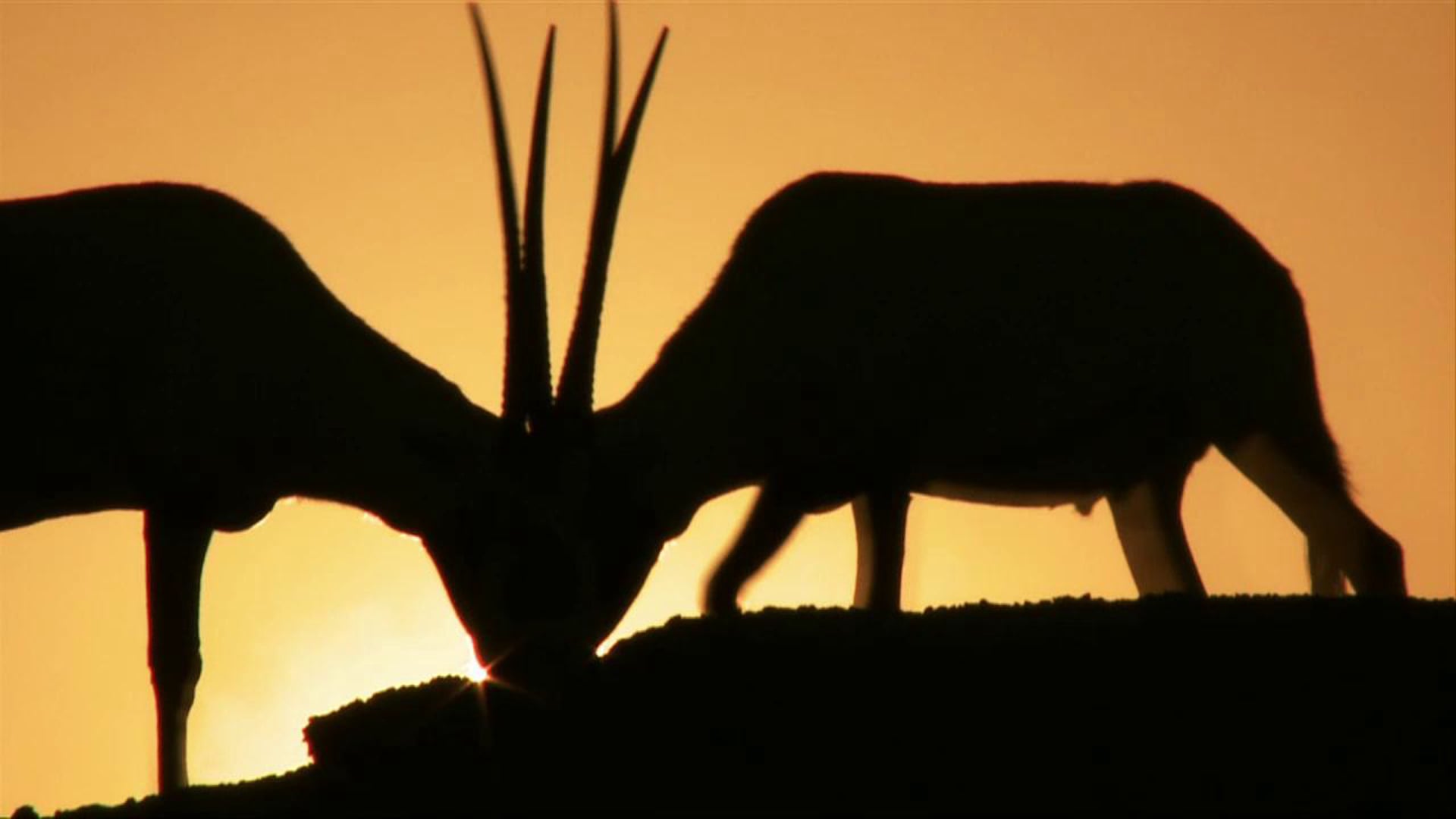 Broadcast insert: National Anthem of Qatar