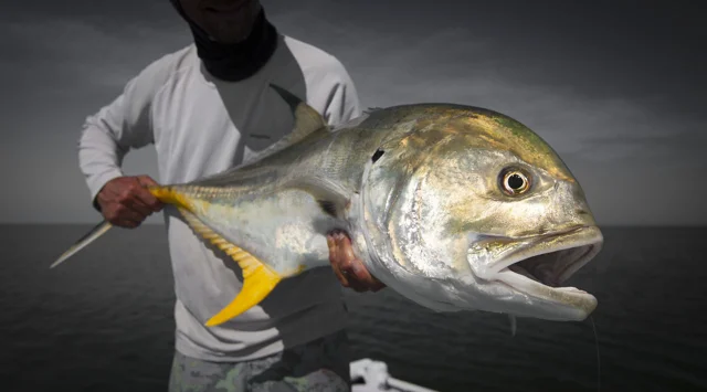 Southern Fly Expeditions — Jack Crevalle - GT's of the Gulf of Mexico - Fly  Fishing in New Orleans, Louisiana - Louisiana Fly fishing Guide New  Orleans, Louisiana