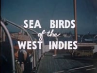 Sea Birds of the West Indies, 1940 (Reel 1)