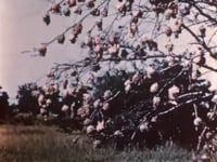 Marsh Birds of the Upper Nile, 1952