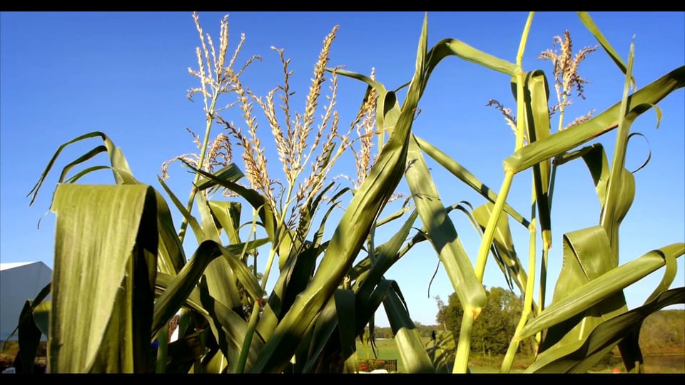 Feast of the Fields 2012