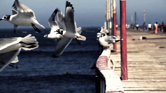 Movie - Tom Court in Peru