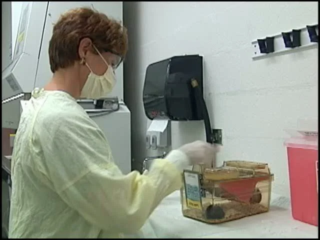 Working Safely With Laboratory Animals - ABSL-1 (SD - 2007) on Vimeo