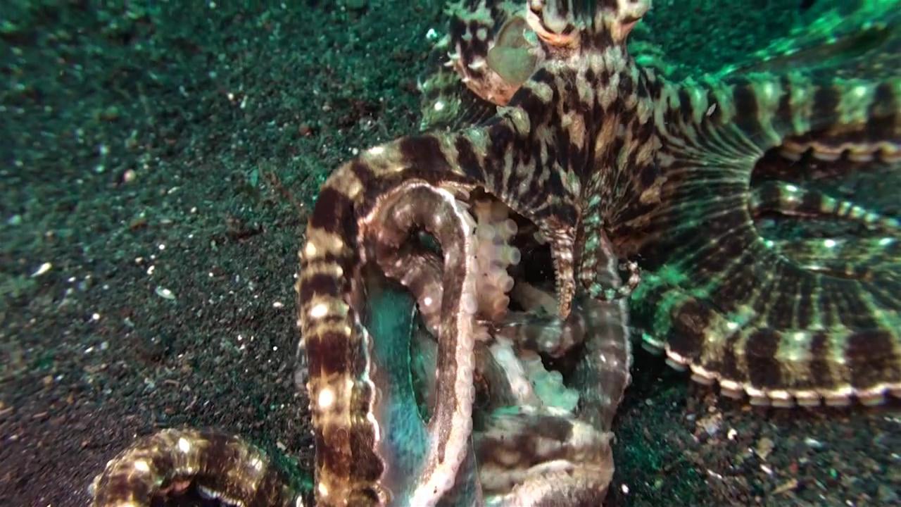 Mimic Octopus - including a fight!