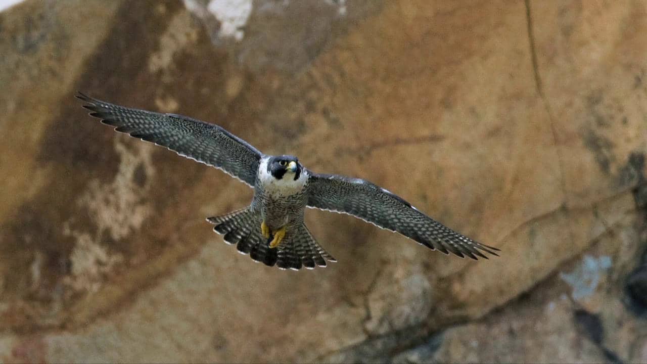 Rapt by Raptors on Vimeo