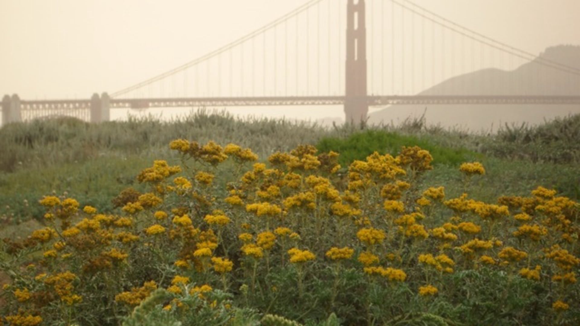 One Tree: Planting San Francisco Green