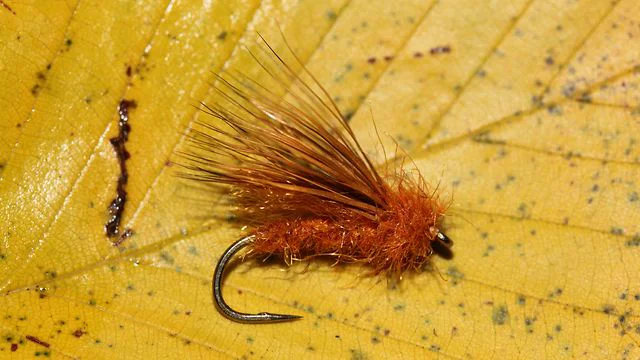 Tied Down Orange Caddis: Fly Tying Video  The Caddis Fly: Oregon Fly  Fishing Blog