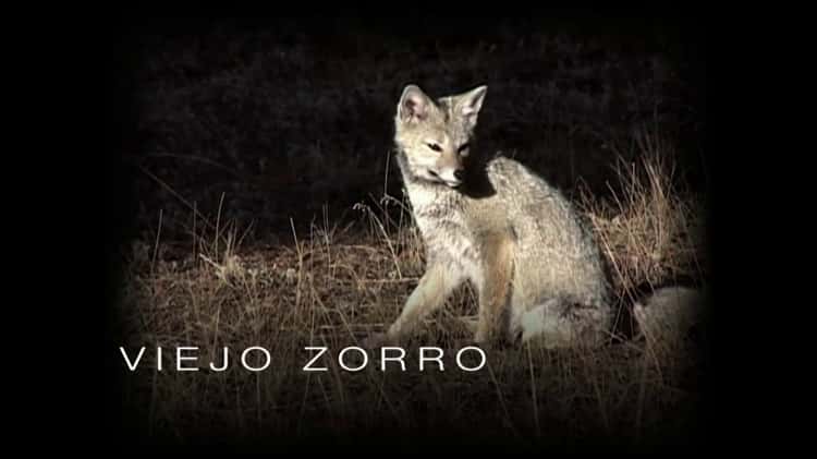 LOTE 31 ZORRO DBG on Vimeo