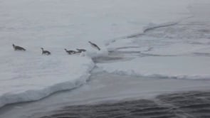 Wildlife photography