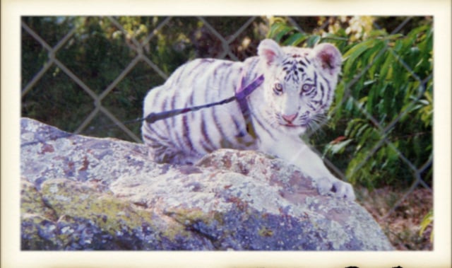 IN-SYNC EXOTICS: IN THE BEGINNING