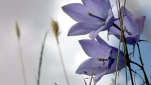 HAREBELLS - SUPPORT AND HELP