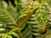 24,480 Minutes with an Australian Tree Fern