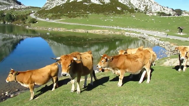 Asturian Valley Cattle, Lago Enol, Picos de Europa, Asturia, Spain