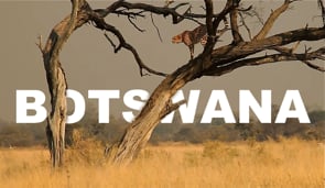 Okavanga Delta (documentary)