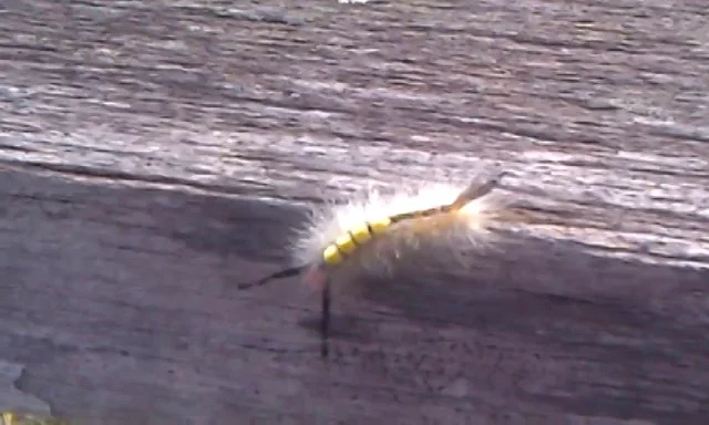 White-Marked Tussock Moth Caterpillar  