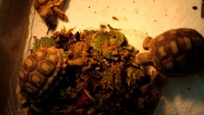 Reptiles!