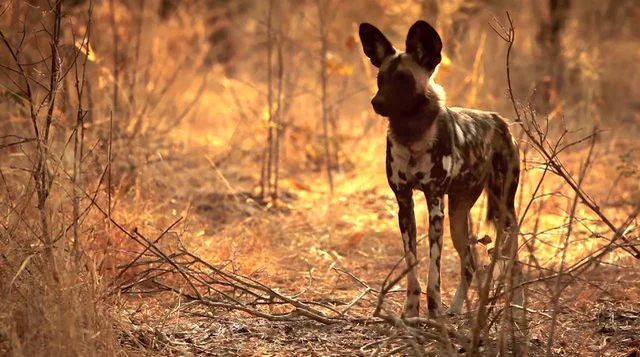 African Wild Dogs – Center for Ecosystem Sentinels